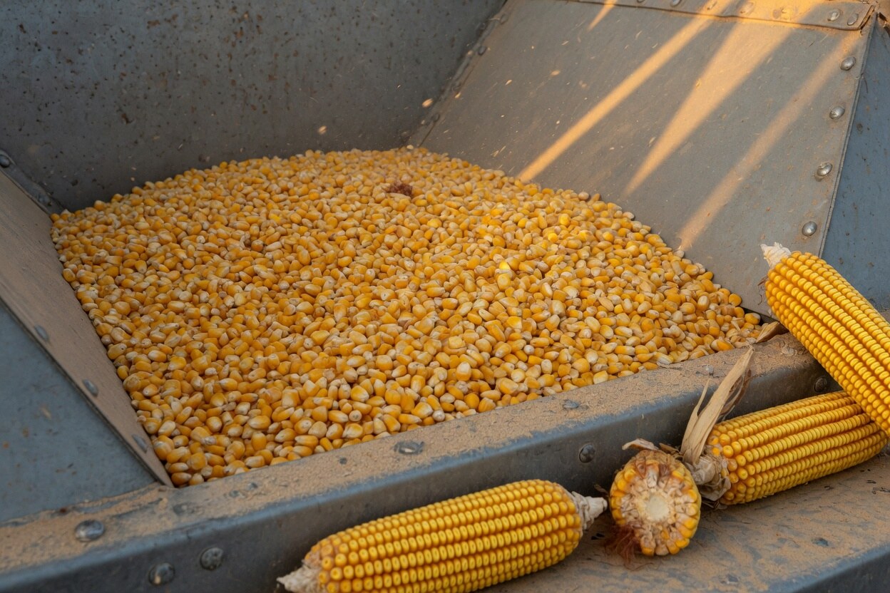 Harvest grain in the hopper — the crop the wheat shorts have to buy back if the CFTC print flips.